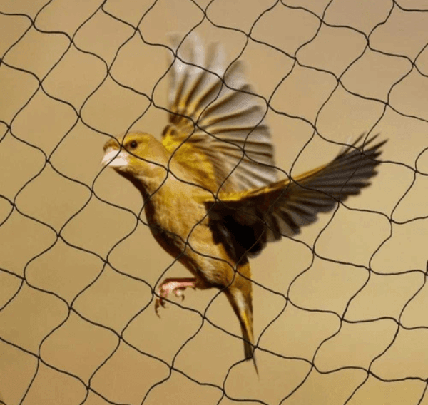 Anti Bird Protection Nets in Vijayawada